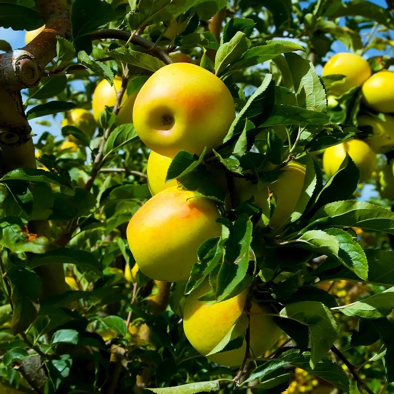 YELLOW DELICIOUS APPLE Fruit Tree Bare-root gallery