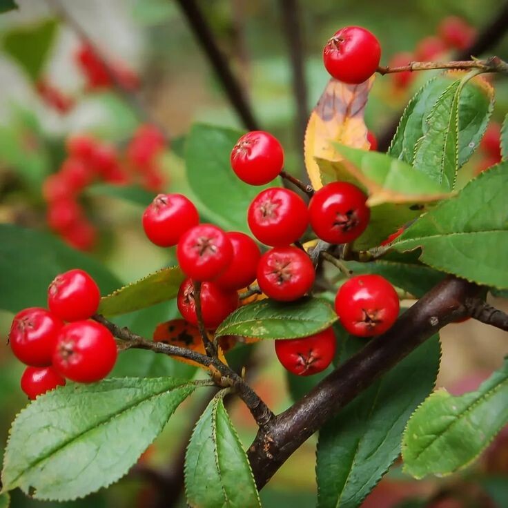 Red Chokeberry Tree 4' in Pot 10-18 Height gallery