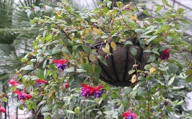 Mix 50pcs/bag Fuchsia Seeds Potted Flowers seeds,bonsai seeds.#6445 gallery