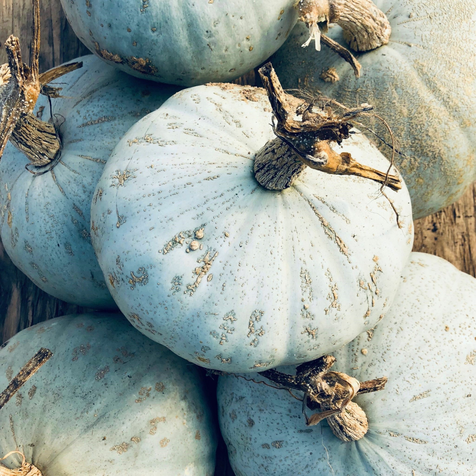 Sweet Meat Winter Squash Seeds | Blue Kuri Kabocha Jarrahdale Kabocha Seed 2024 gallery
