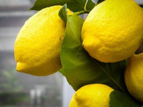 Meyer Lemon Seeds Citrus Garden Fruit Tree, seeds 5,7, 12,20,30+ & free shipping gallery