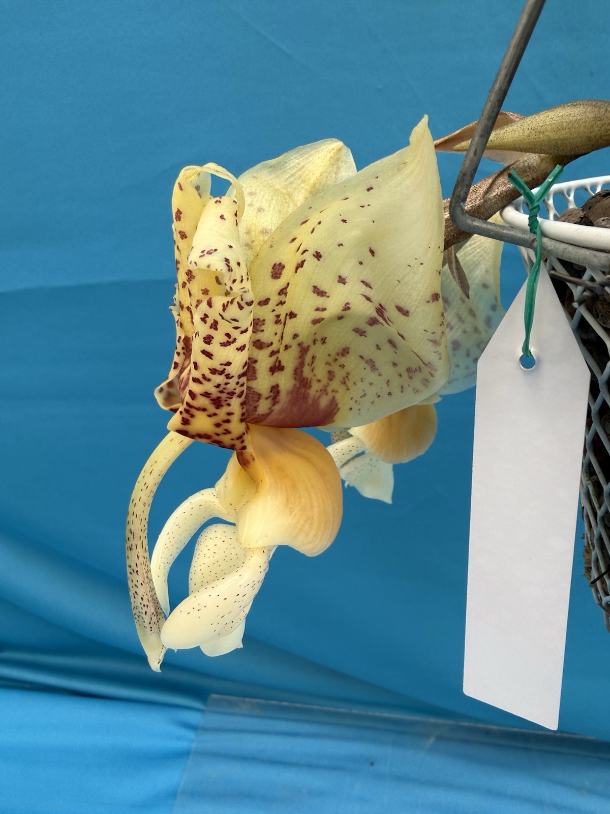 Stanhopea Shinjik Large Fragrant Flowers Red Yellow Spotted Orchid Hybrid 4” Pot gallery