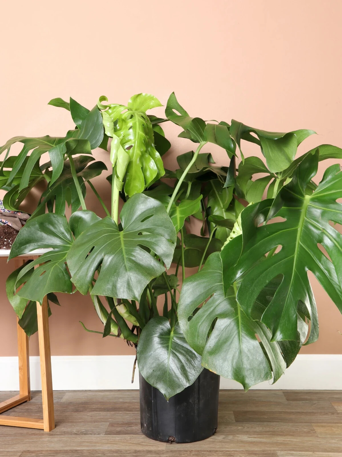 12+ Monstera Albo Cutted For Plant Garden Plantation gallery