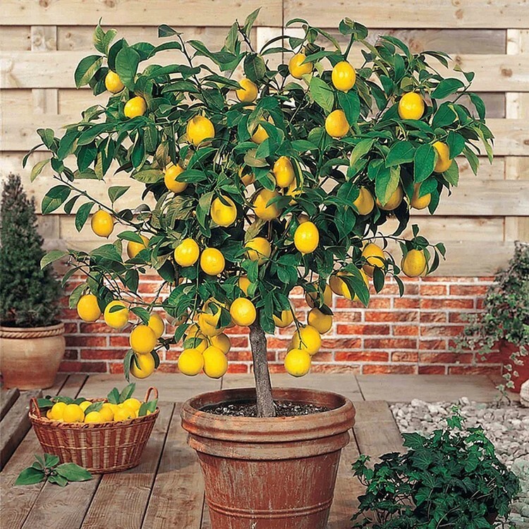 30pcs Perfume Lemon Seeds - Grow Your Own Delicious Fruit-Bearing Bonsai Tree gallery