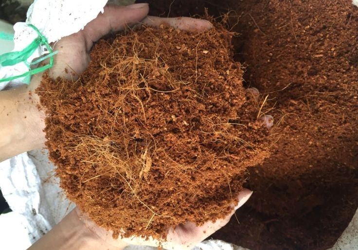 Coco Powder Peat Coconut Husk Fiber Powder 100% Organic Coir Dust Growing gallery