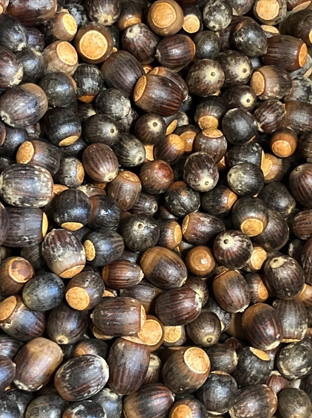 200 Oak Acorns Float Tested Seeds Squirrel Deer Feed Wildlife or Crafts 2025 gallery