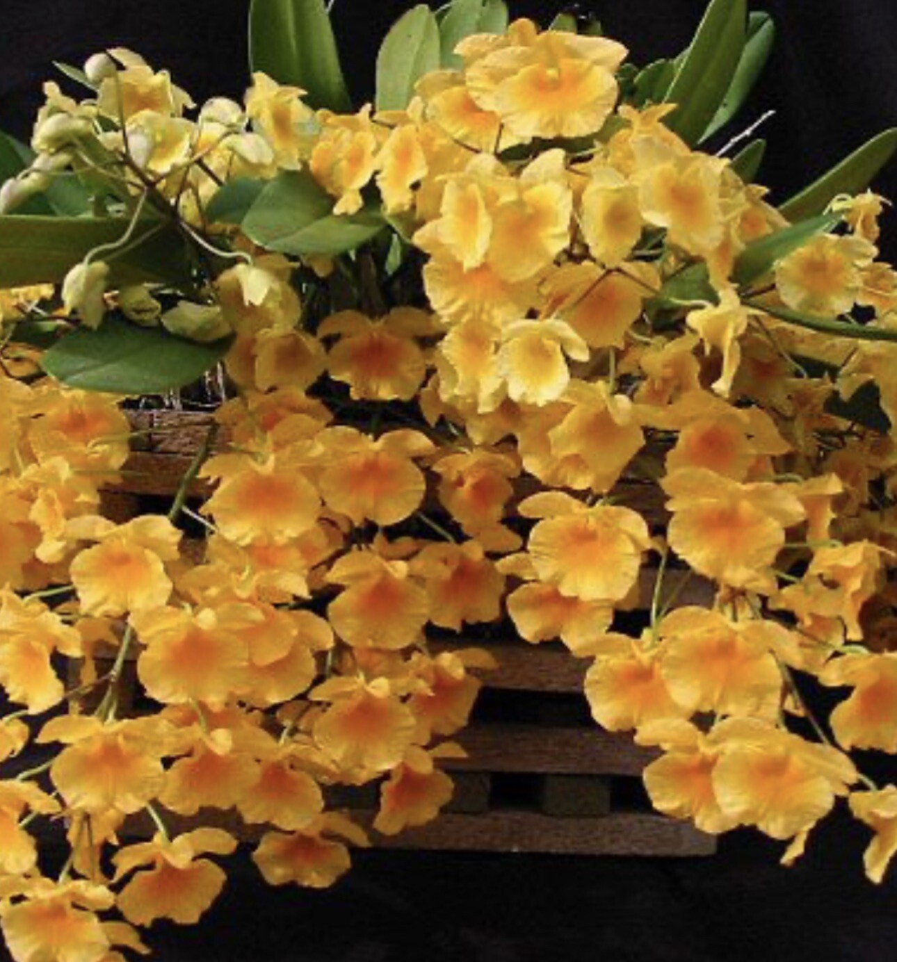 Dendrobium Aggregatum (lindleyi) Large Mounted Plant. WHOPPER gallery