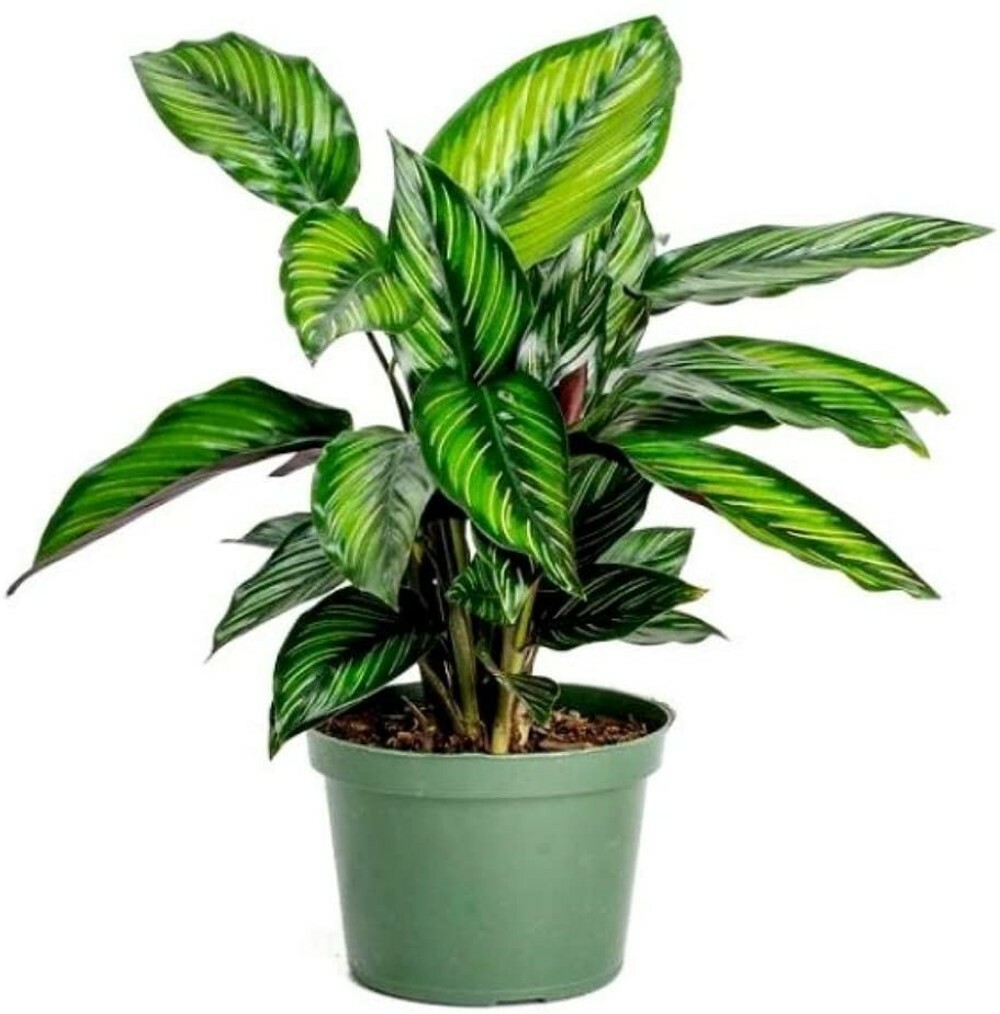 Calatheas Star Beauty Peacocks Very Easy Grow Tropical Indoors Live Plant 4" Pot gallery