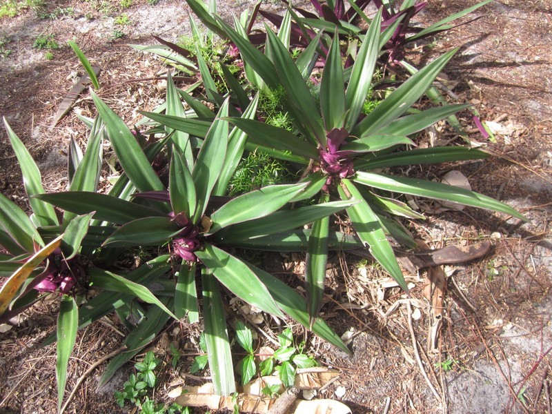 One Medium Size 8" or More Oyster Plant Rhoeo Spathacea Moses-In-The-Cradle gallery