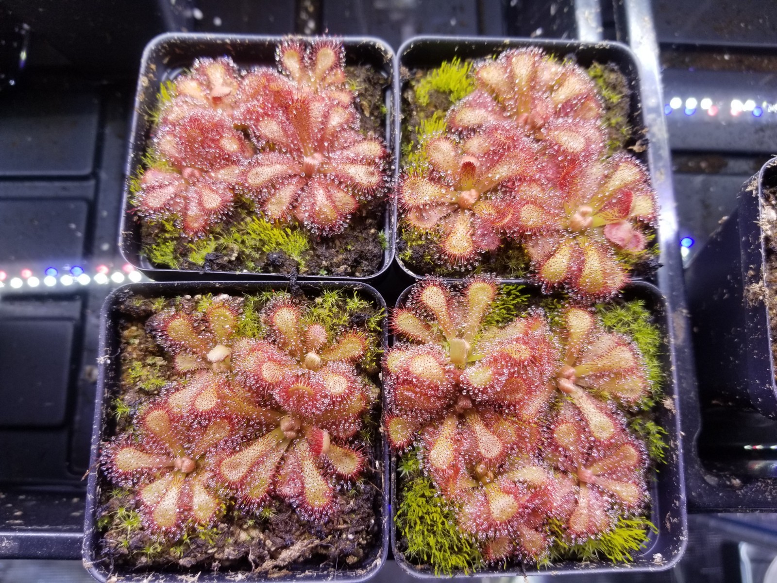 Drosera venusta Seeds - Carnivorous Sundew Plant - Very easy to grow! gallery