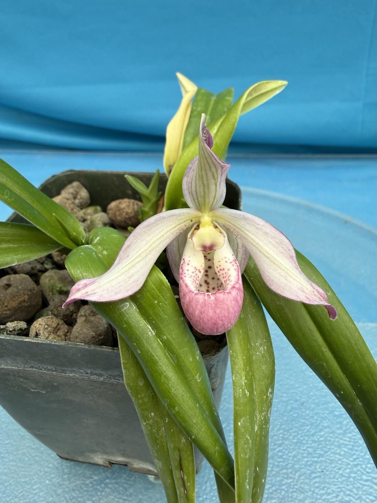 Phragmipedium Easy Men Pink Red White Slipper Orchid Hybrid SPIKING 4” Pt (CJ20) gallery