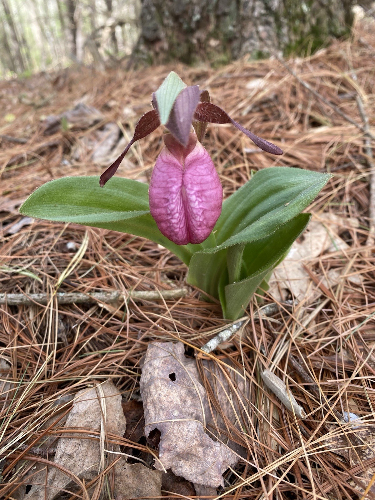 Pink Lady Slipper Orchids Cypripedium acaule Plant Beautiful,Graceful,Eyecatcher gallery
