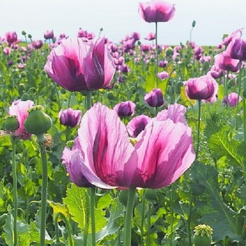 10,000 Authentic Untreated Imported Hungarian Papever Somniferum Poppy Seeds gallery