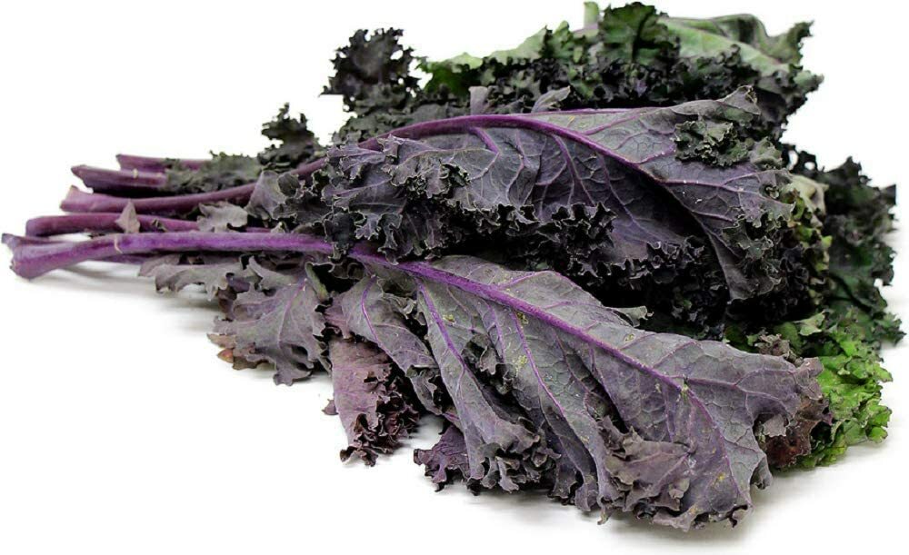 Red Kale 16 Ounces Microgreen Sprouting Seeds gallery