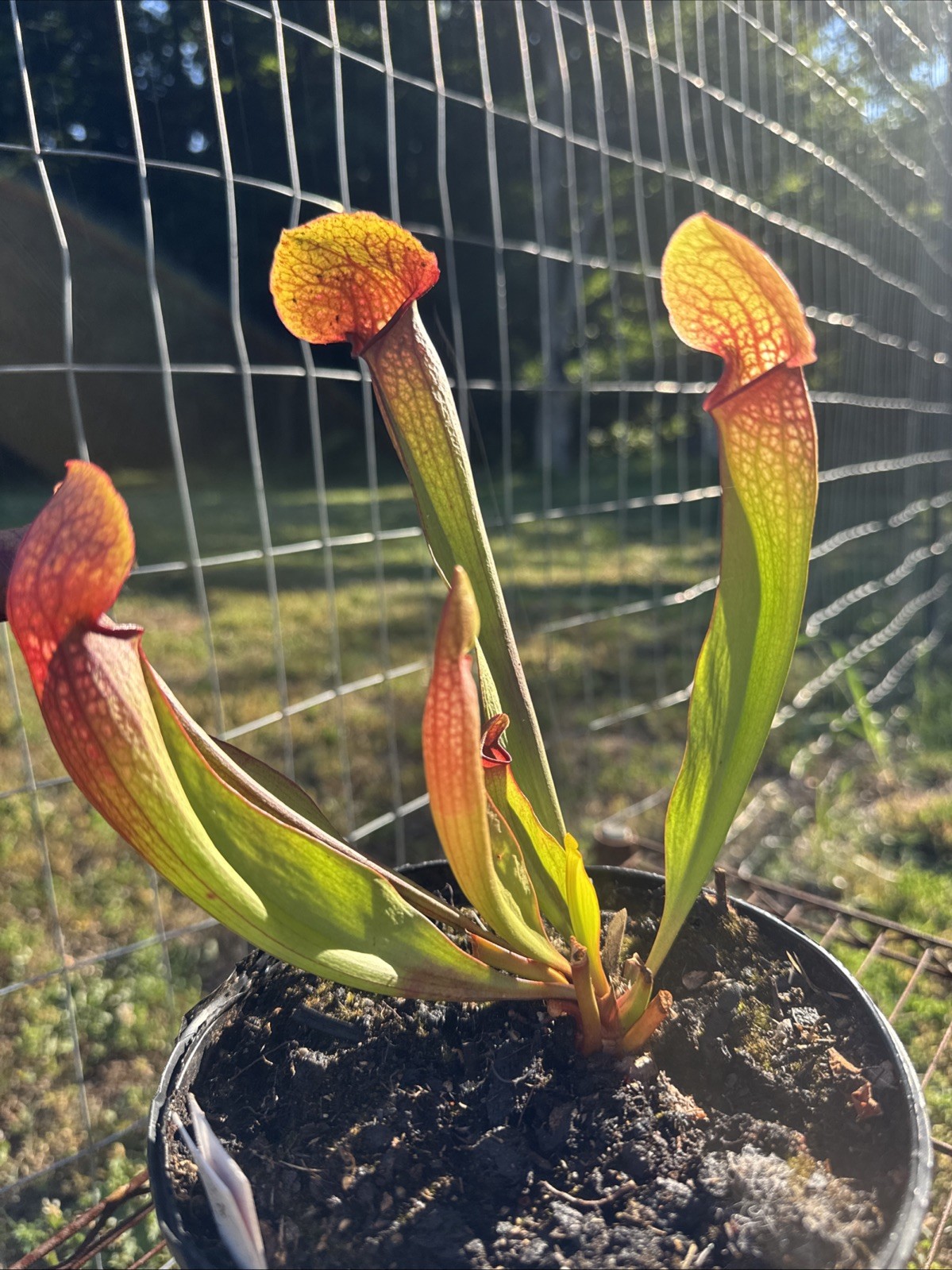 SARRACENIA X LOVE BUG. UNC CULTIVAR. GALLON SIZE. LITTLE BUG SERIES. gallery