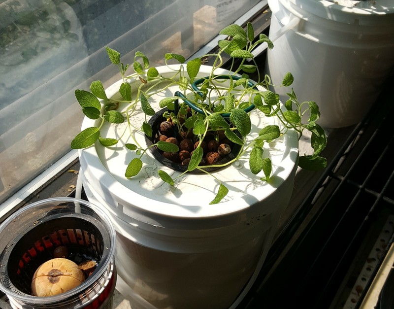 Hydroponic Grow Bucket Set with Everything Included! No Electricity Needed! gallery