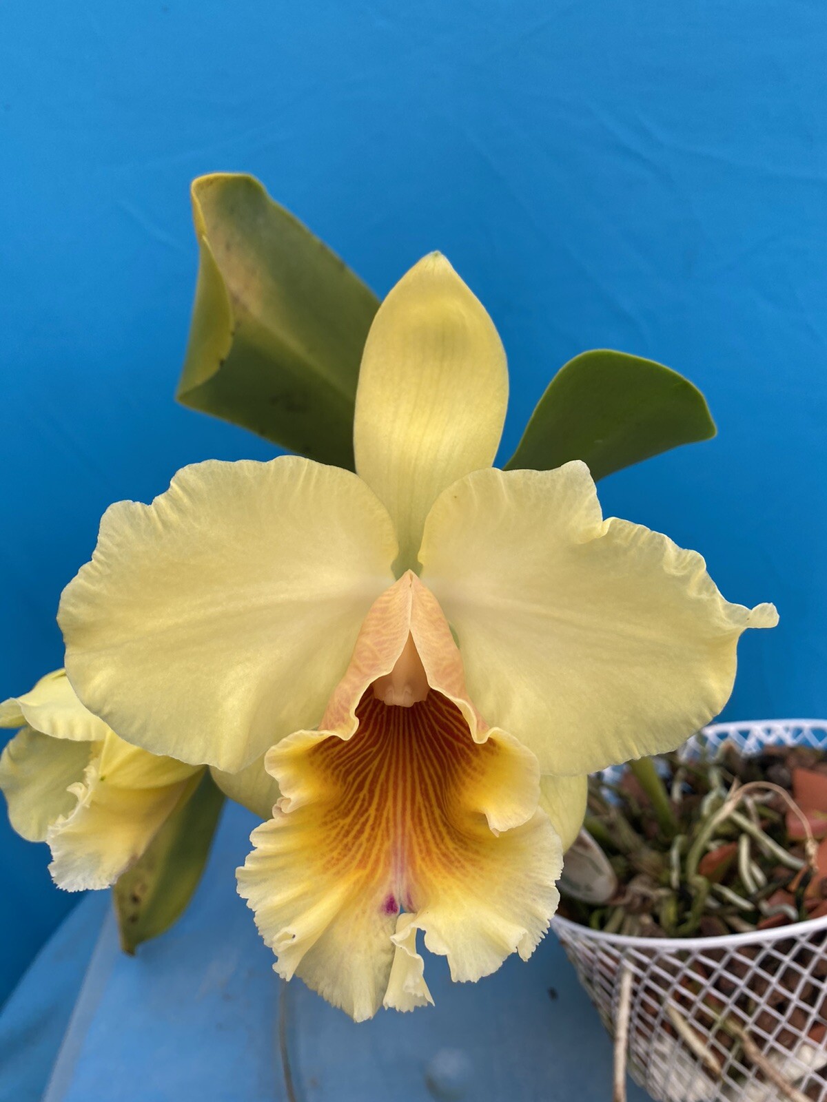 Cattleya Rlc King Midas Gold x Heather's Gold ‘Main Strike’ Orchid 7” Pot SHEATH gallery