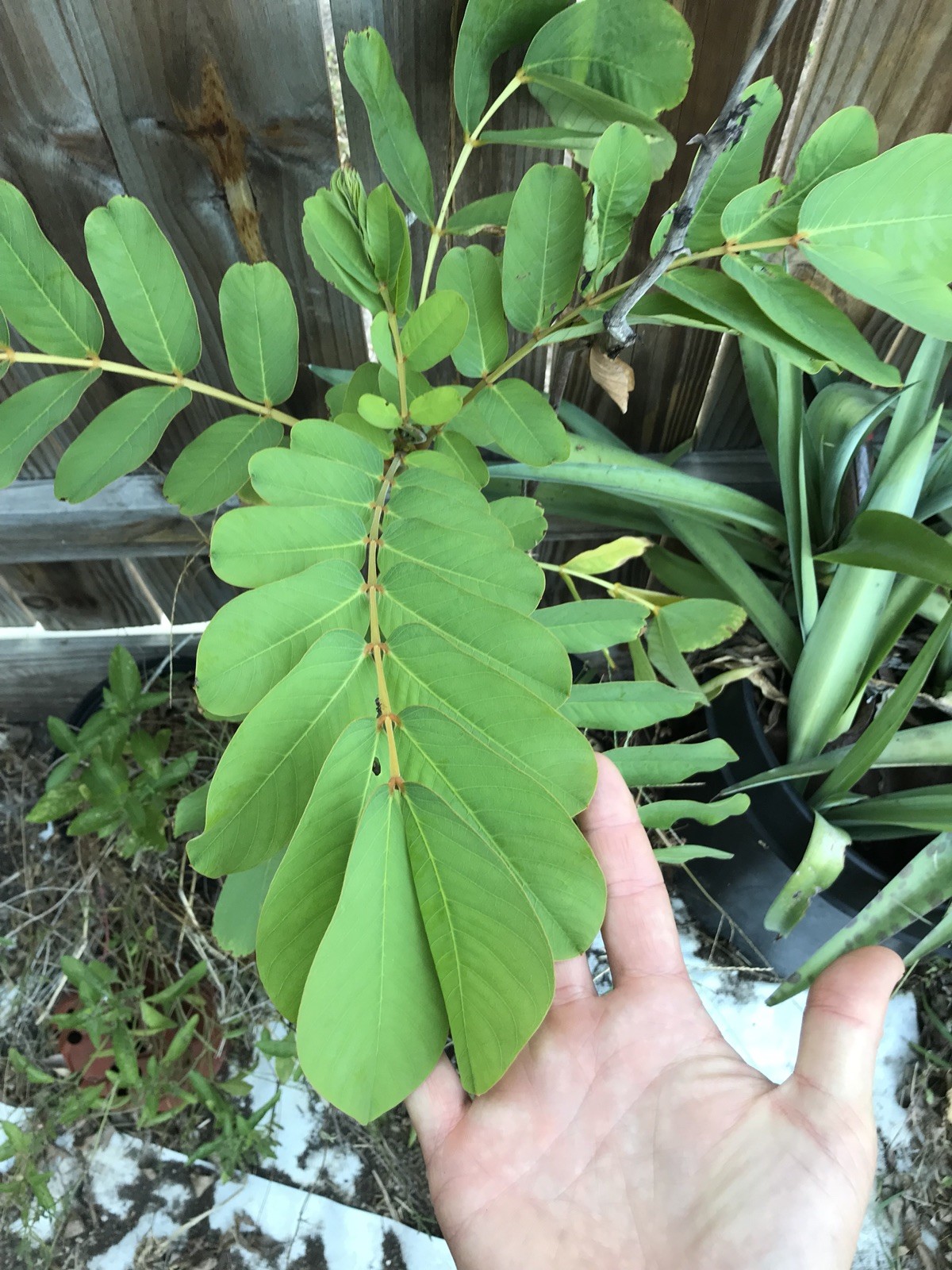 Senna Alata 10 Seeds gallery