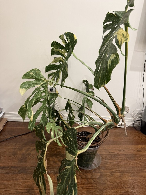 Large Monstera Thai Constellation 46”+ Plant NYC local pickup EXACT PLANT gallery