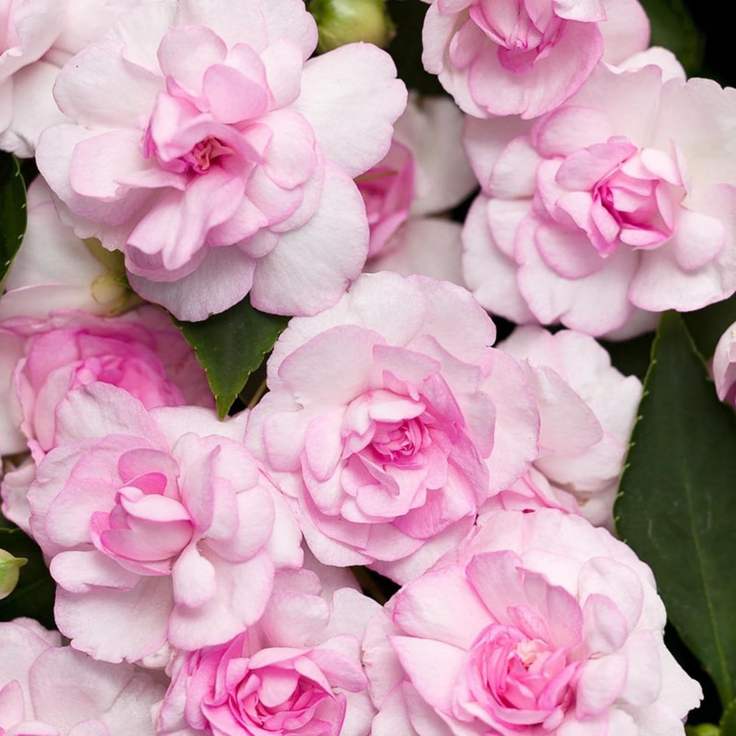 350+ Double Impatiens Seeds for Planting Perennial Annual Mixed Camellia gallery