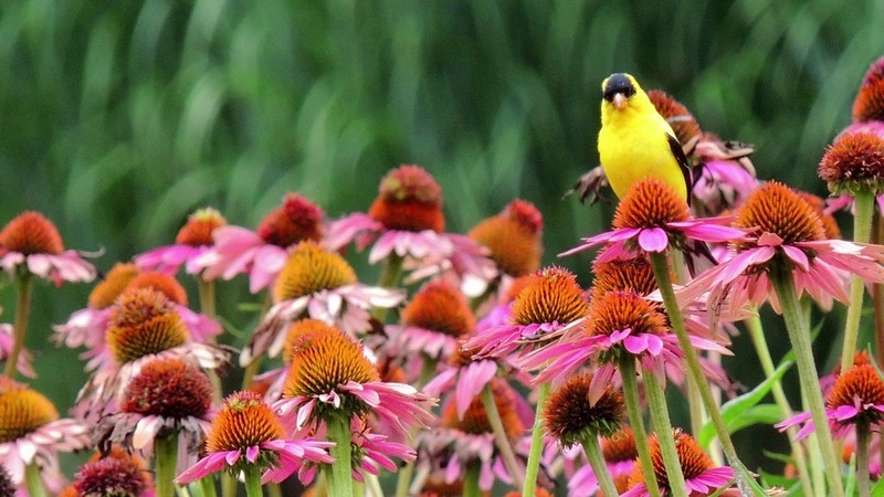 301+PURPLE CONEFLOWER Seeds Native Wildflower Echinacea Medicinal Herb Garden gallery