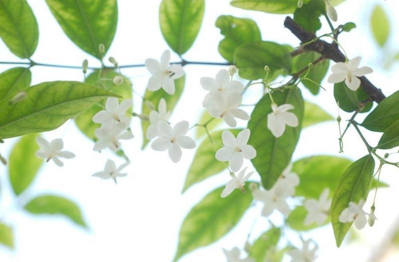Wrightia religiosa, Water jasmine, Benth, Mok Plant gallery