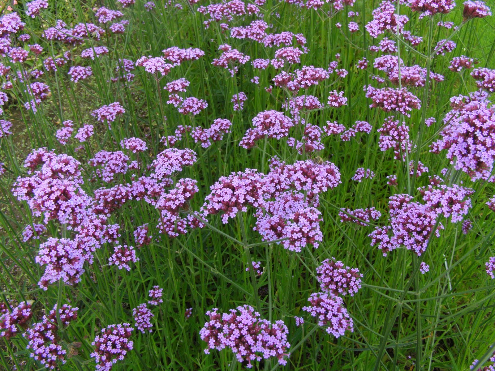 175 Verbena bonariensis - Vervain - Drought Tolerant - Attract Butterflies gallery