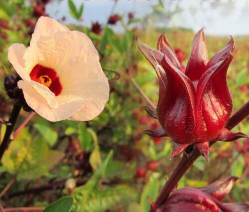 Hibiscus Sabdariffa Roselle Seeds ** ORIGINAL ** Flower Bonsai Plant 20 Seeds gallery
