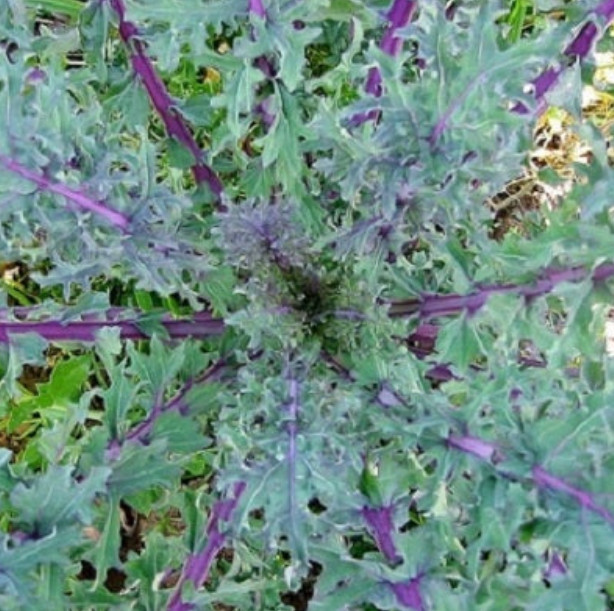 KALE GARDEN BLEND 4 Types Heirloom MicroGreens Saute Healthy Non-GMO 200 Seeds! gallery