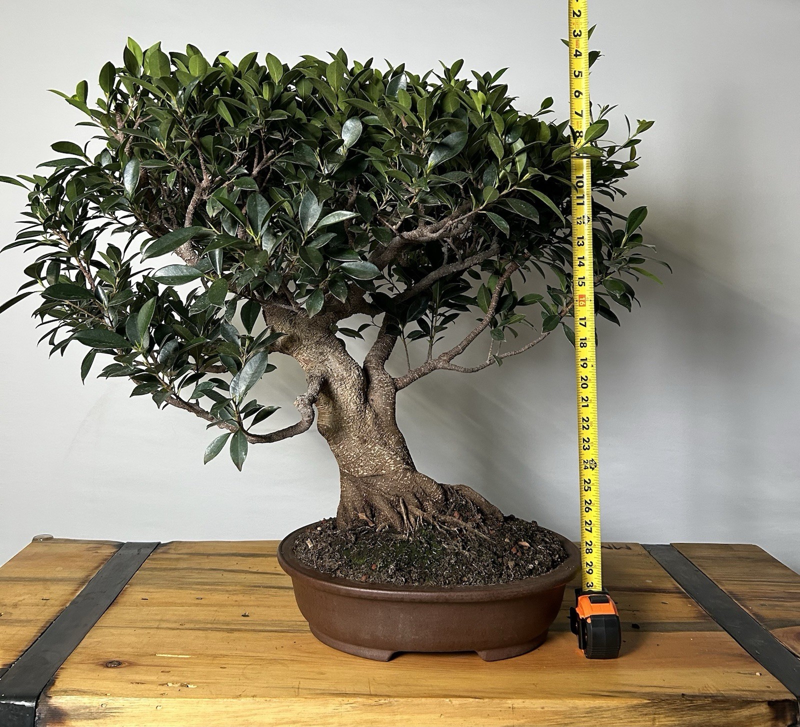 Large Tiger Bark Ficus Bonsai – Mature Trunk, Strong Nebari gallery