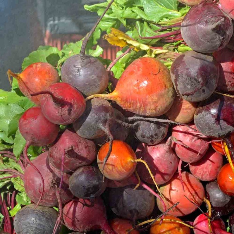 Rainbow Blend Beet Mix 50 Ct Heirloom Garden Multiple Colors NON-GMO FREE S&H gallery