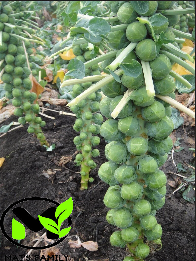 Long Island, Brussels Sprouts Seeds | NON-GMO | Heirloom gallery