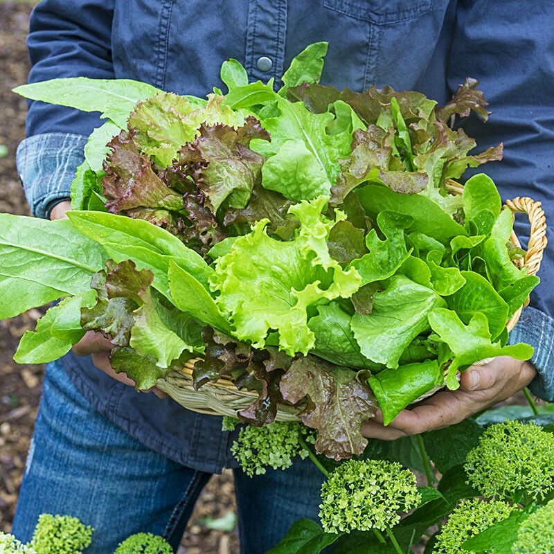 6 PACK LETTUCE SEED COLLECTION ~ heirloomseedguy ~ 2026 ~ NON-GMO gallery