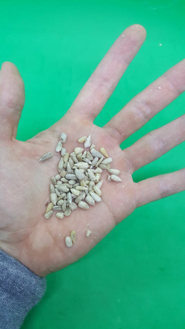 RAW Sunflower Seeds Kernels — Hulled, Non-GMO, Unsalted, Kosher NO SHELL!!! gallery