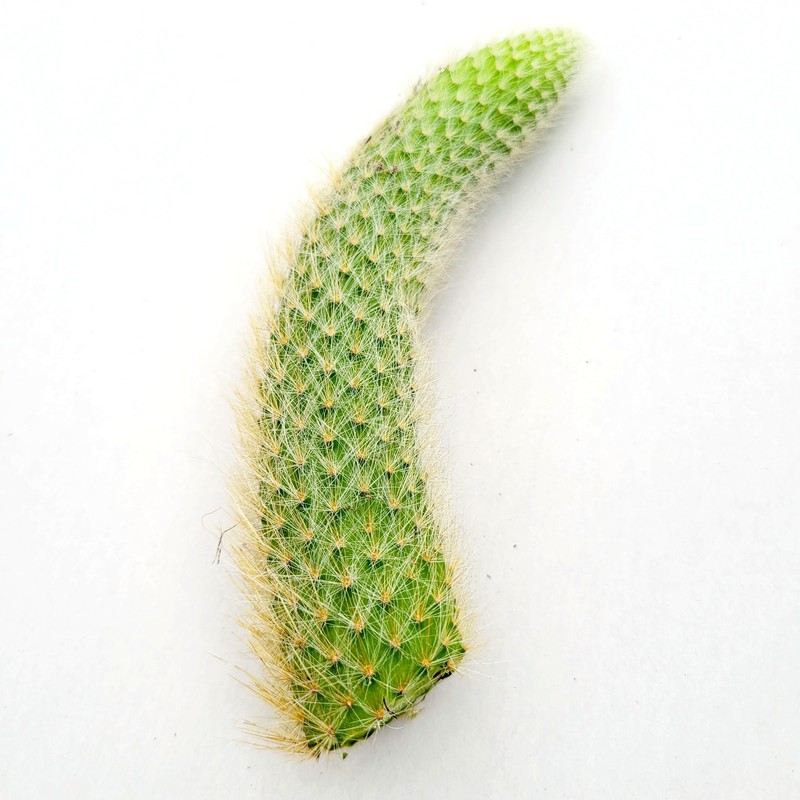 Monkey Tail Cactus Hildewintera colademononis Succulent Plant gallery