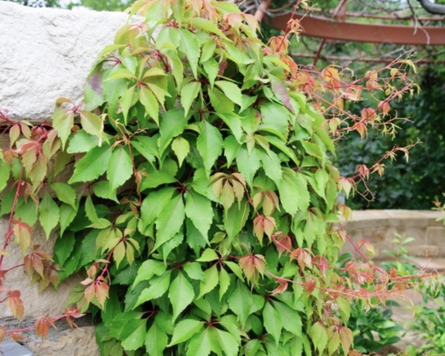 Virginia Creeper Plant 10 Bare Live Roots For Transplanting gallery