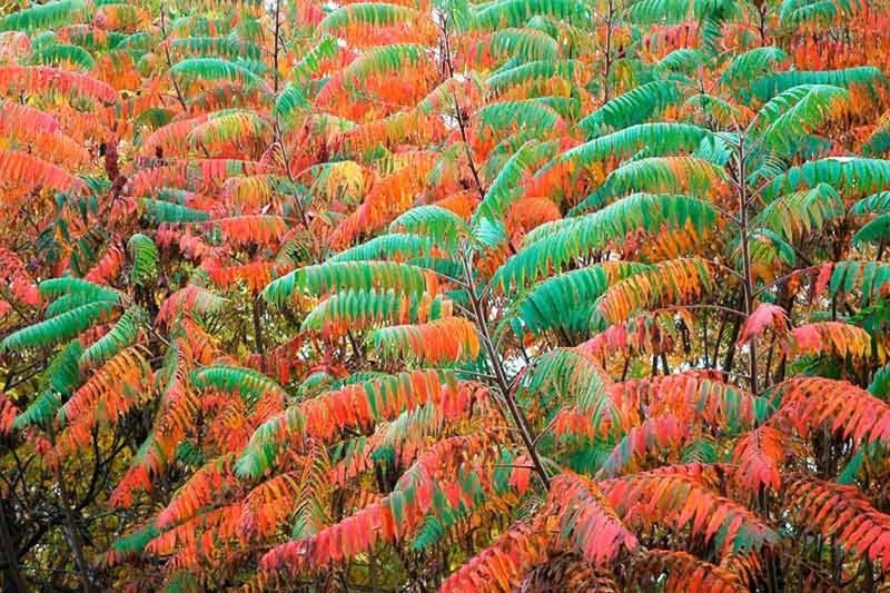 1 Smooth Sumac Tree 12-24" Bare Root Rhus glabra gallery