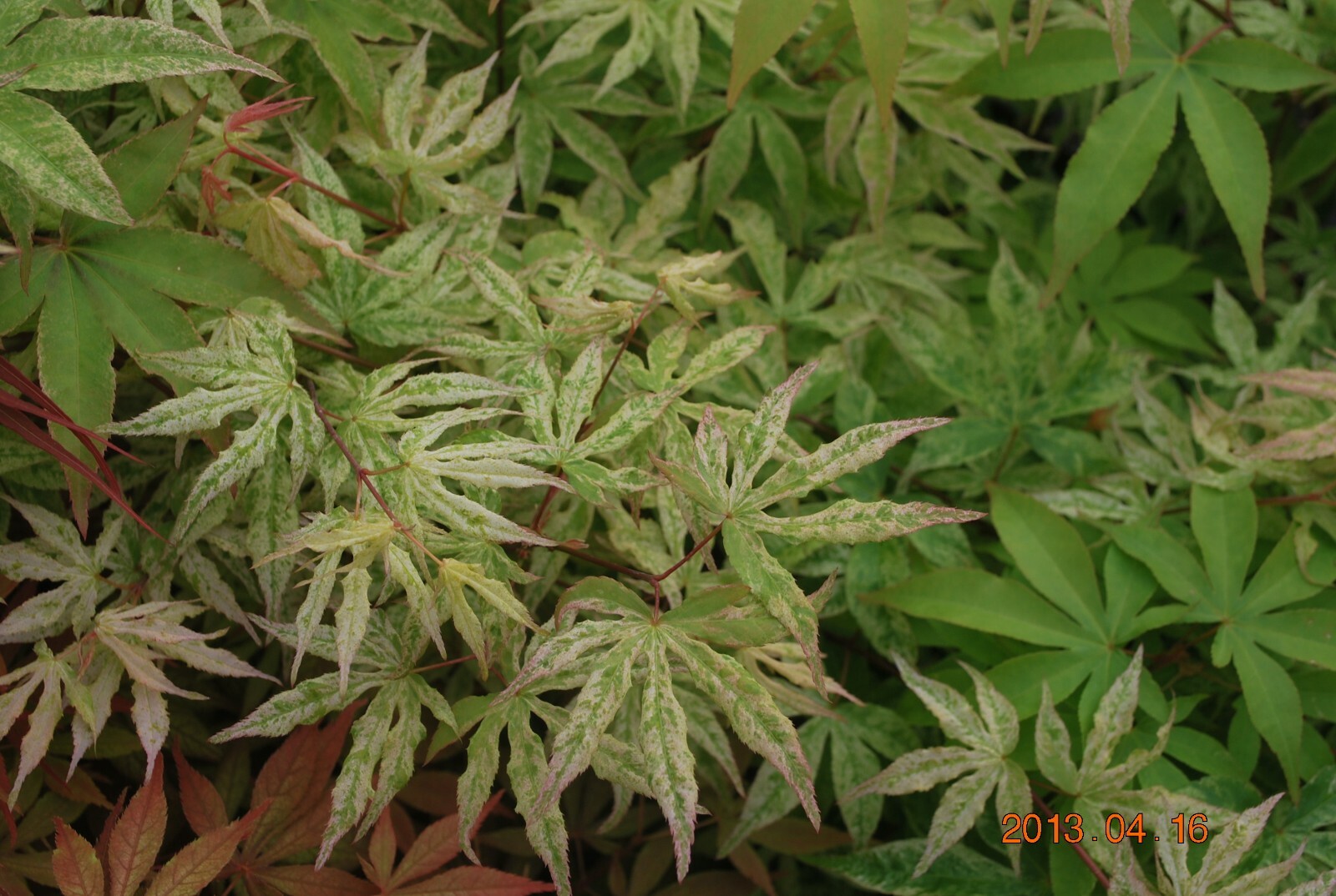 Japanese Maple UKIGUMO TREE Floating Cloud Maple gallery