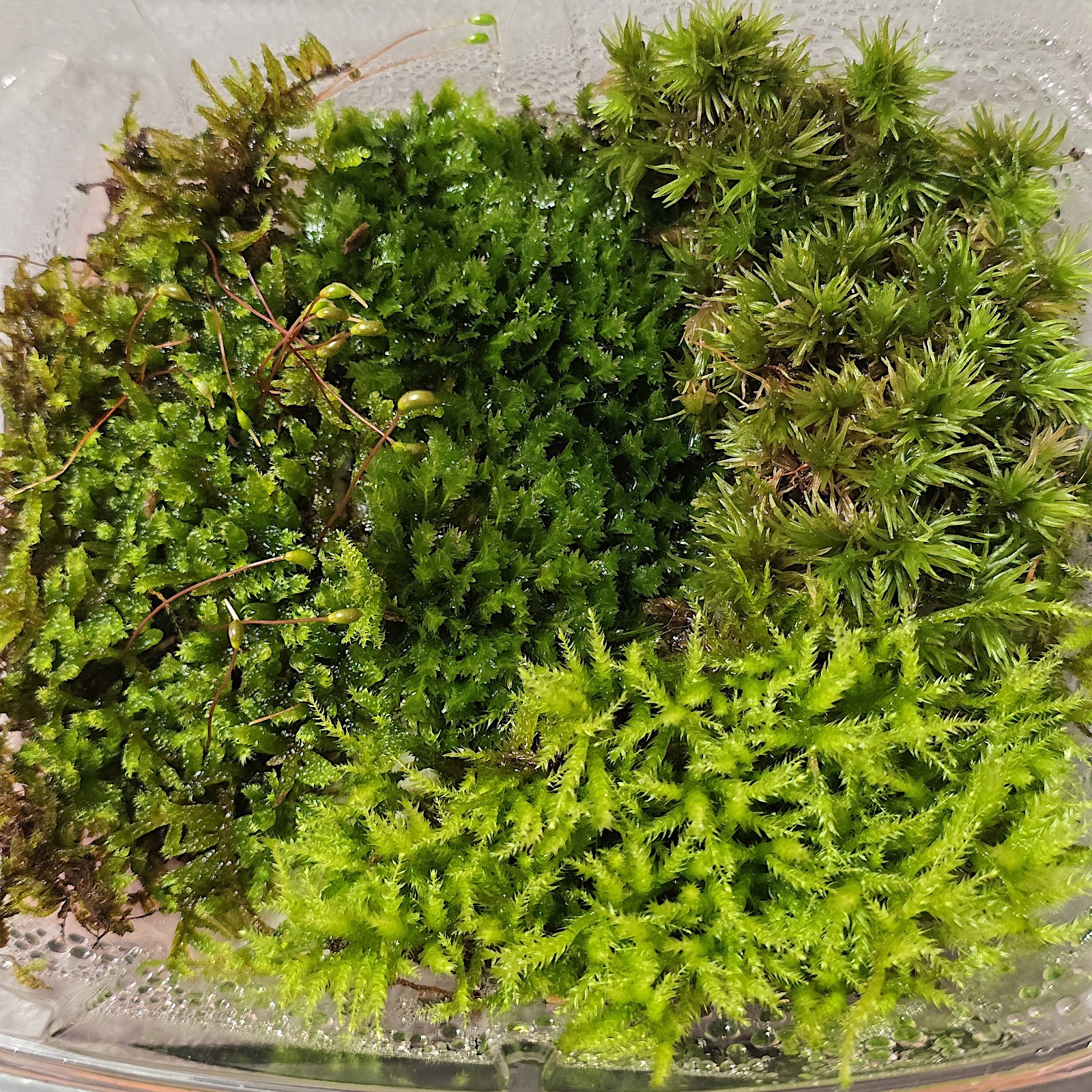Live Moss Variety Pack gallery