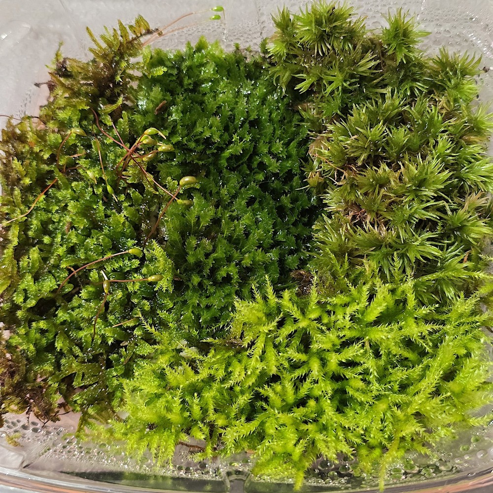 Live Moss Variety Pack