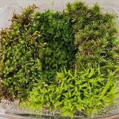 Live Moss Variety Pack