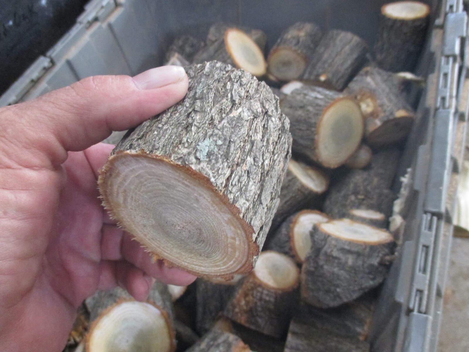 BBQ Sassafras Wood Chunks for Grilling Smoking Barbecue Competition Size gallery