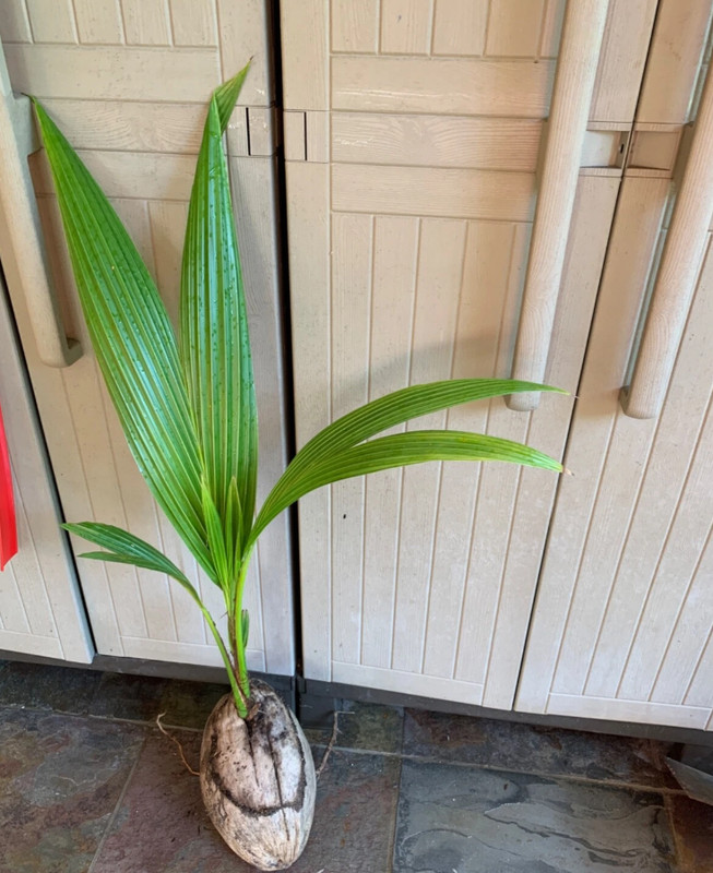 🥥 Rare Dwarf Green Malayan Coconut Tree – 1 Live Plant 2–3' Tall in 1-Gal Pot gallery