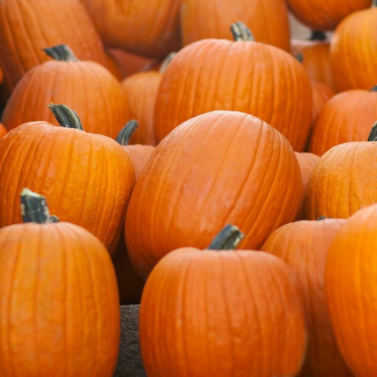 Jack O Lantern Pumpkin Seeds | Carving Pumpkin 10-20 LBS | Free Shipping | 1076 gallery