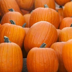 Jack O Lantern Pumpkin Seeds | Heirloom / Non-GMO | Free Shipping | 1076