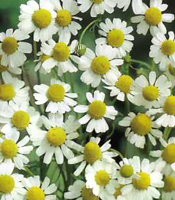 German Chamomile - Matricaria chamomile