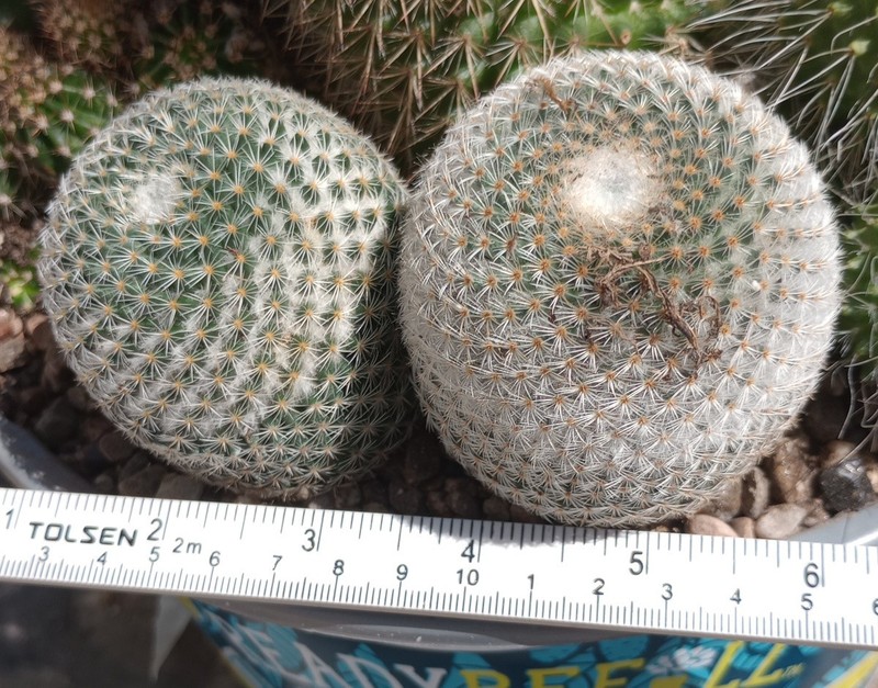 Mammillaria pseudoperbella Clumping Golf Ball Pin Cushion Cactus 157 gallery