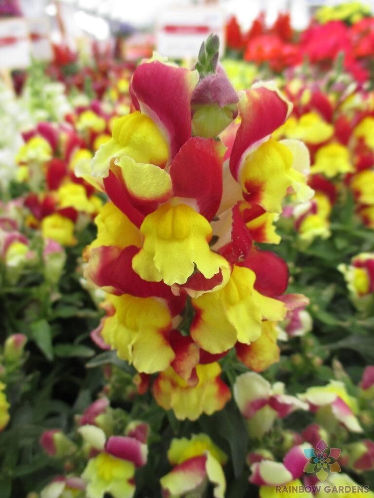 1000+ Snappy Red Yellow Snapdragon Seeds for Garden - USA - FREE SHIPPING! gallery