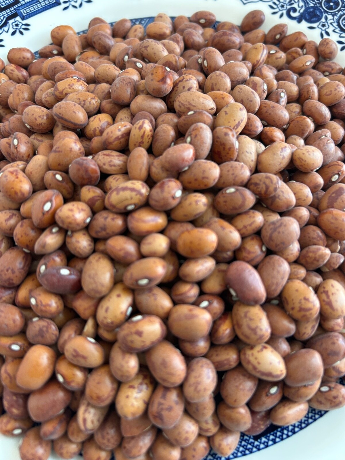20+ French Horticulture Shell Bean Seeds, Haricot Tarbais, NON-GMO HEIRLOOM gallery