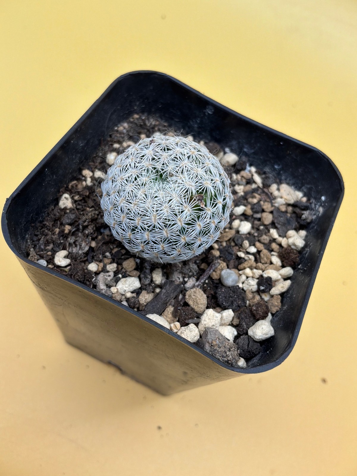 Mammillaria egregia gallery